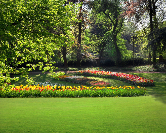 lawn